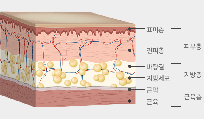 노화에 따른 얼굴 조직의 변화